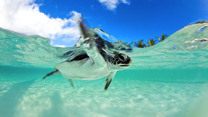 Maldives Turtle