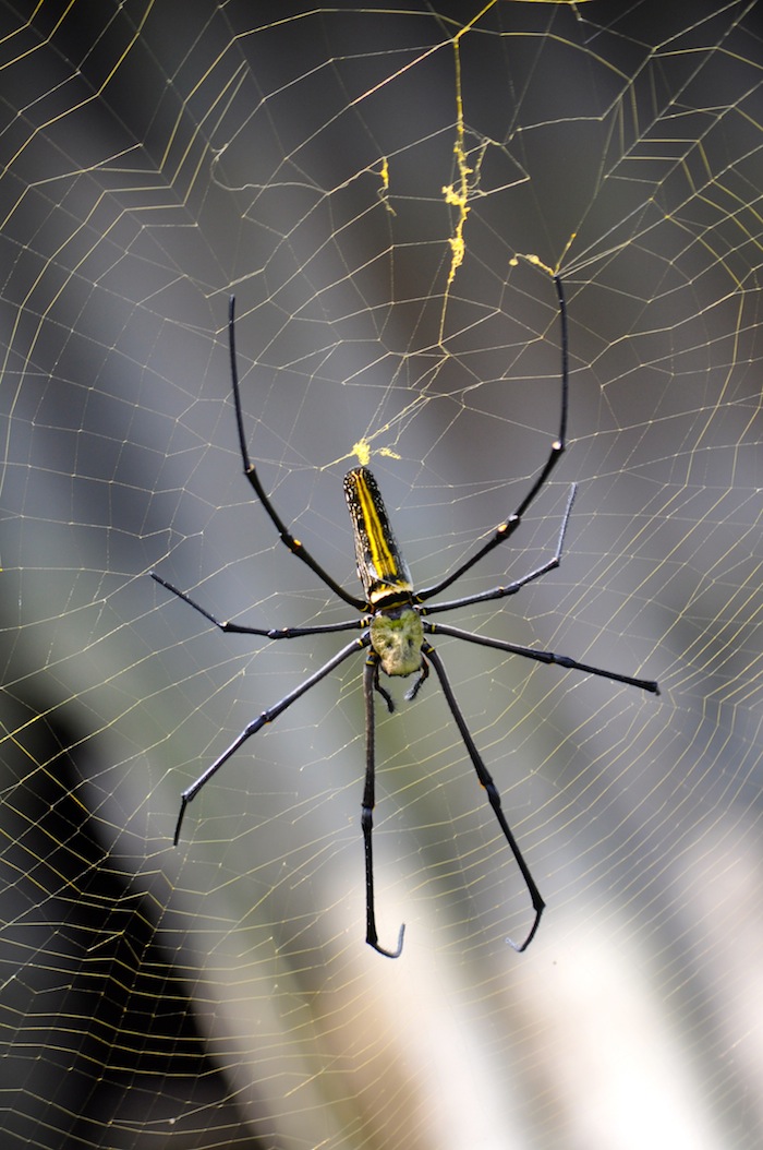 LovaLinda Bali Spider