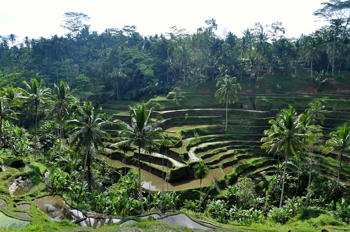 Lovalinda Bali Rice Fields