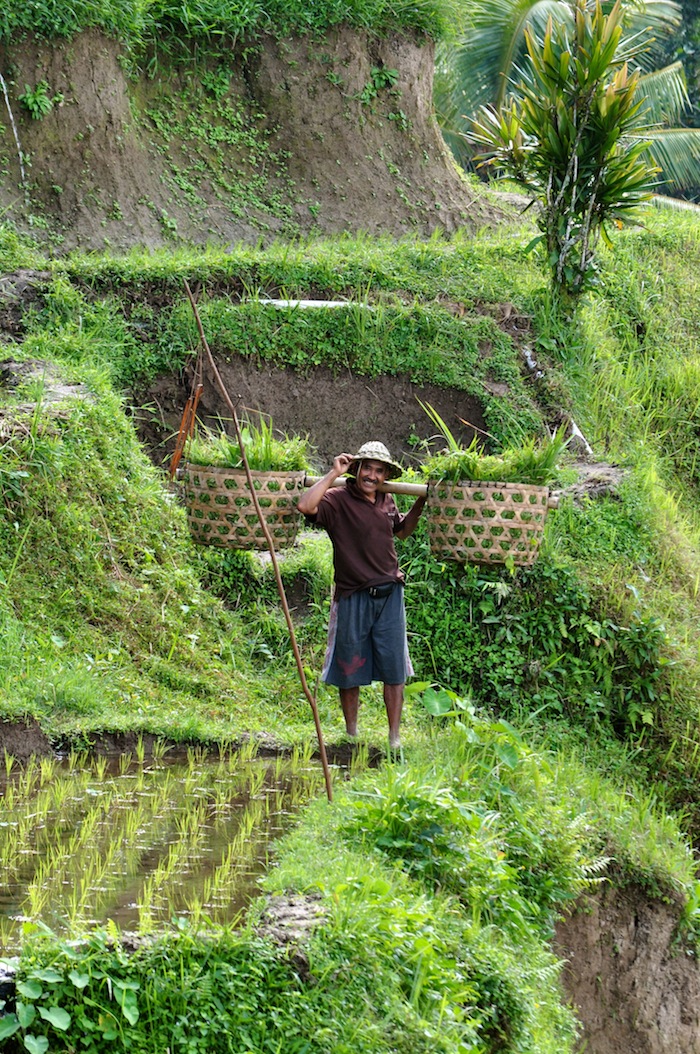 Lovalinda Bali Rice Producer